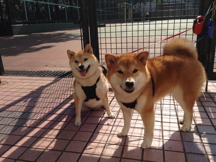 中国男篮提高战术灵活性适应多变比赛局势，中国男篮面临一个可怕的对手