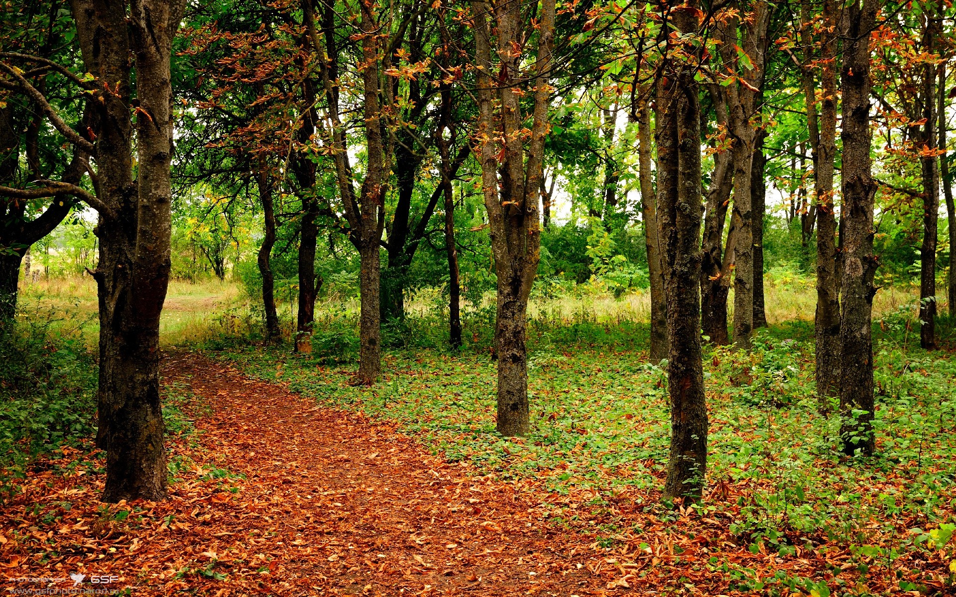 女篮国家队战术体系逐步成熟兼顾内外线进攻转换节奏,女篮国家队最新名单