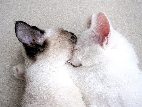 希腊混合泳展现全能技术实力,希腊花样游泳5人感染