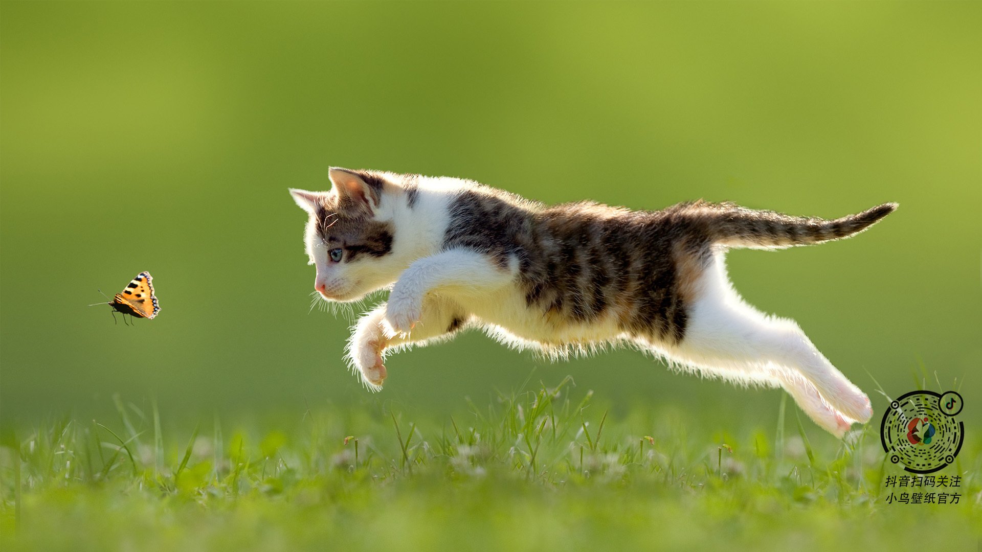 澳大利亚袋鼠队的快速突破,快速推进成为最大优势,澳大利亚袋鼠集团有限公司
