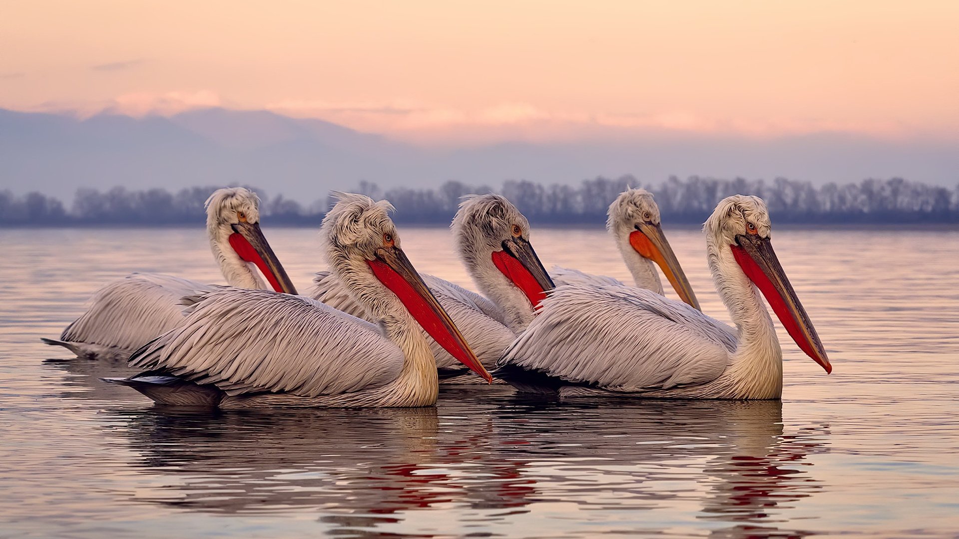 华体会app登入-球迷自制视频走红社交平台，提升联赛话题度，球星素材视频