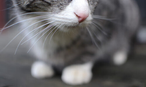 老鹰三节爆发领先优势保持到终场,老鹰三巨头巅峰