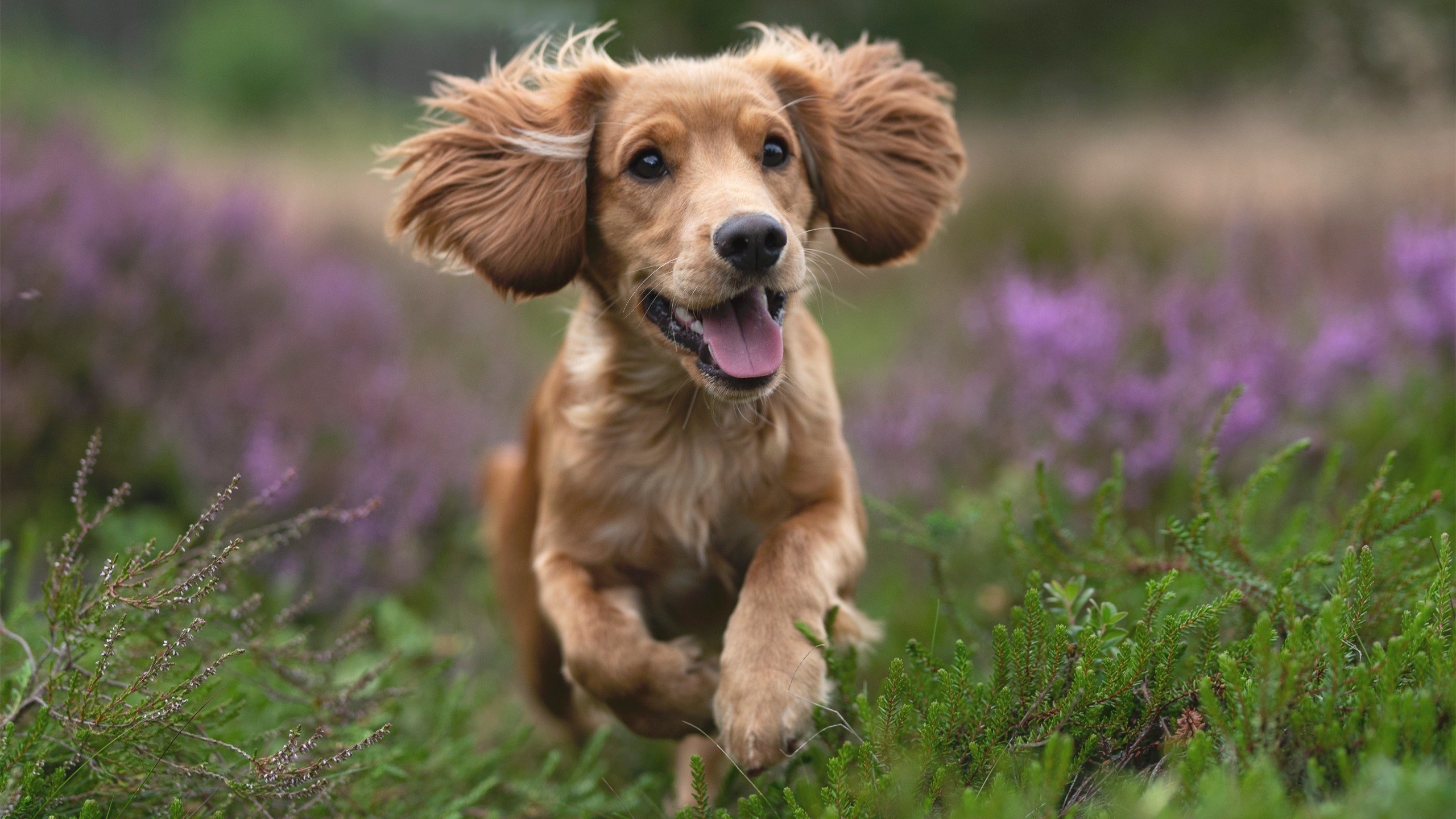 苏格兰橄榄球重建期,年轻球员逐步担当重任,苏格兰球是什么运动