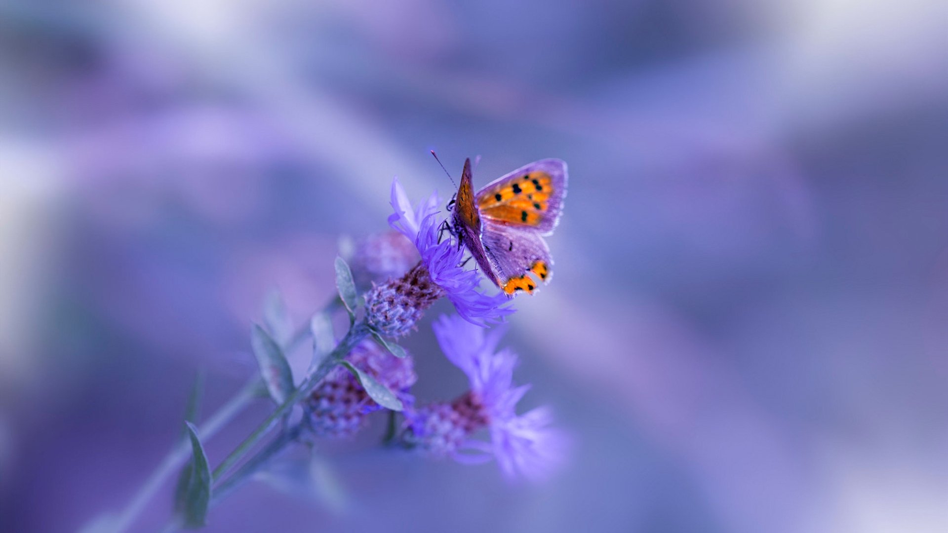 马克·阿特金森：敏捷与力量并存，南非队锋线的新希望，马克·马特森