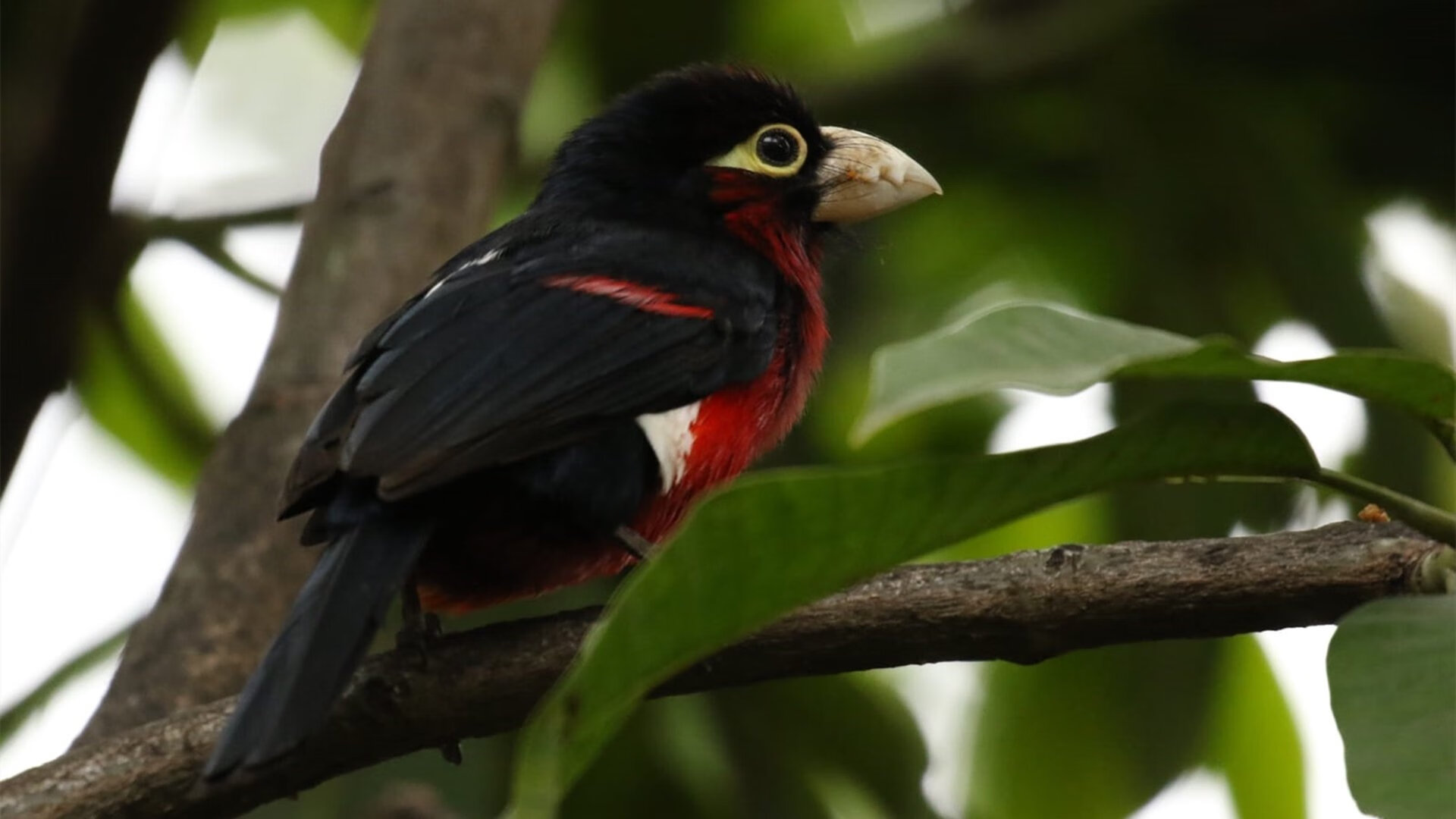 中国足球俱乐部优化青训梯队人才培养路径，中国足球青训体制